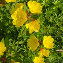 Yellow Evening Primrose, 500 Seeds