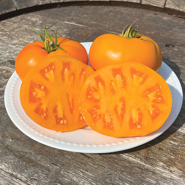 Amish Gold Tomato, 15 Seeds