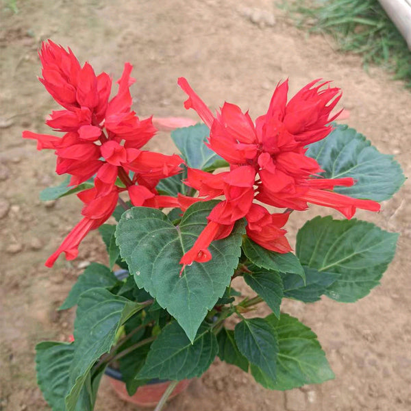 Hezhichun Scarlet Sage, 50 Seeds