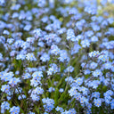 Blue Alpine Forget-Me-Not, 200 Seeds