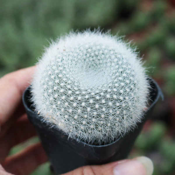 Parodia haselbergii, 3-4cm
