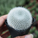 Parodia haselbergii, 3-4cm