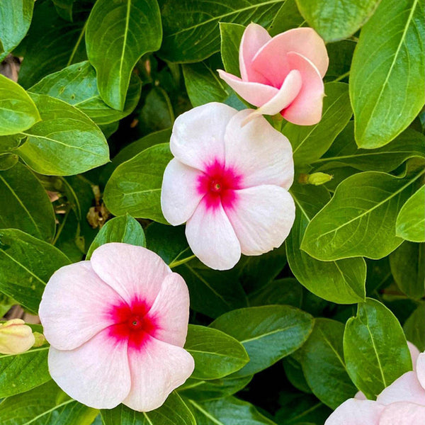 Pink Madagascar Periwinkle Seeds, 100 Seeds