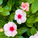 Pink Madagascar Periwinkle Seeds, 100 Seeds