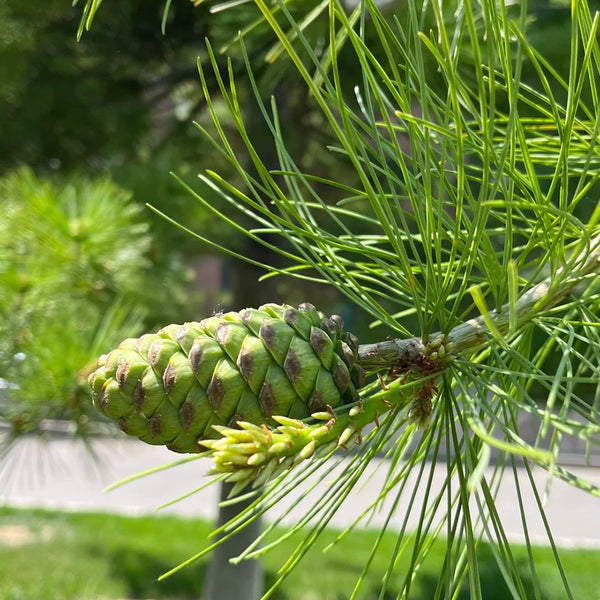 Huashan Pine, 50 Seeds
