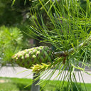 Huashan Pine, 50 Seeds
