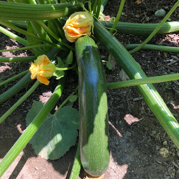 Summit Zucchini Seeds, 10g