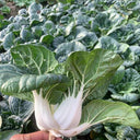 Dwarf Black-leaf Pak Choi Seeds, 20g