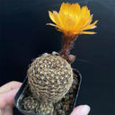 Lobivia arachnacantha,3-4cm