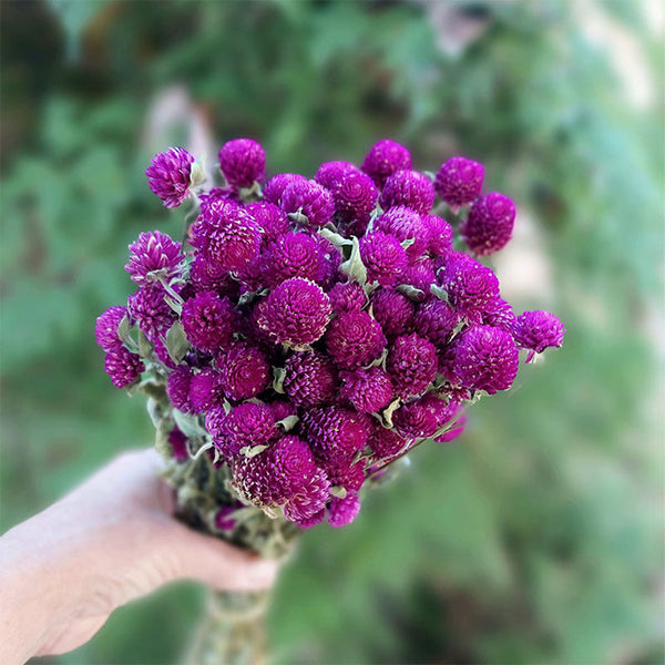 Hezhichun Purple Globe Amaranth Seeds, 1g