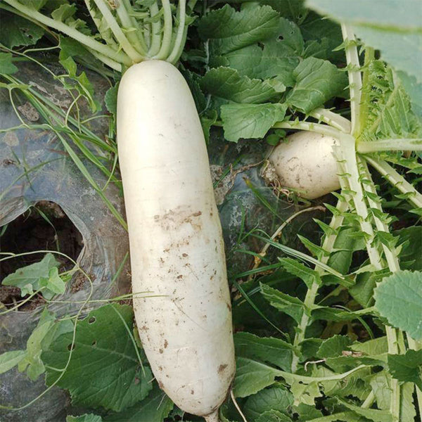 'Hanyuchun' White Radish Seeds, 10g