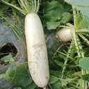 'Hanyuchun' White Radish Seeds, 10g