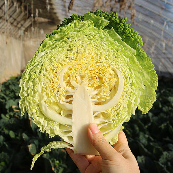 'Dongzhou No.1' Cabbage Seeds, 5g