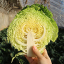 'Dongzhou No.1' Cabbage Seeds, 5g