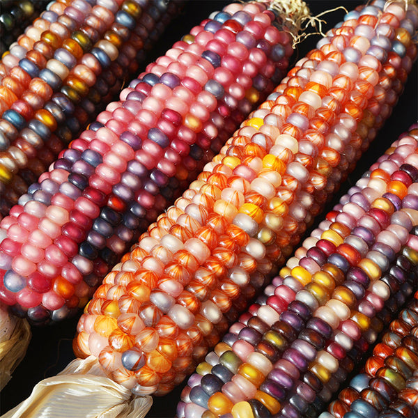 Glass Gem Corn, 50 Seeds