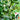 Yiwo Wu Sweet Melon Seeds, 3g