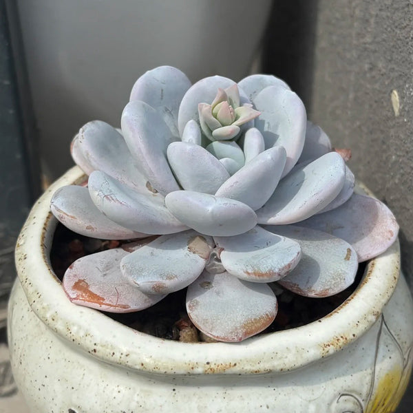 Echeveria laui, 50 Seeds