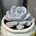 Echeveria laui, 50 Seeds