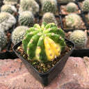 Echinopsis subdenudata Variegata Live Cactus