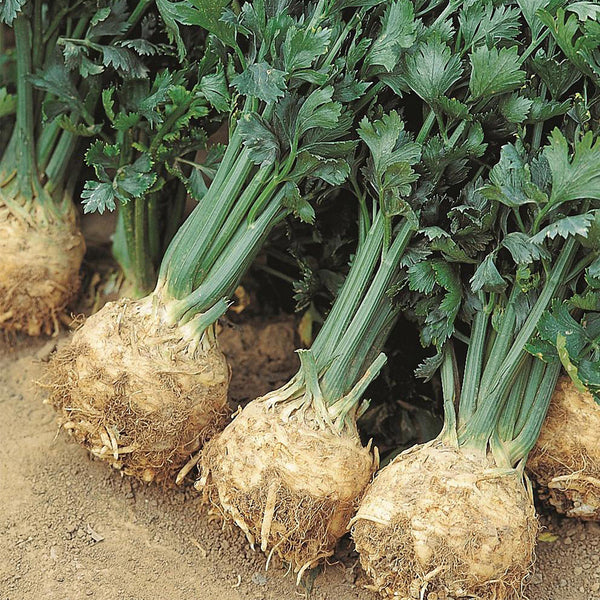 Celeriac 'Giant Prague' Seeds, 2000 Seeds
