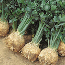 Celeriac 'Giant Prague' Seeds, 2000 Seeds