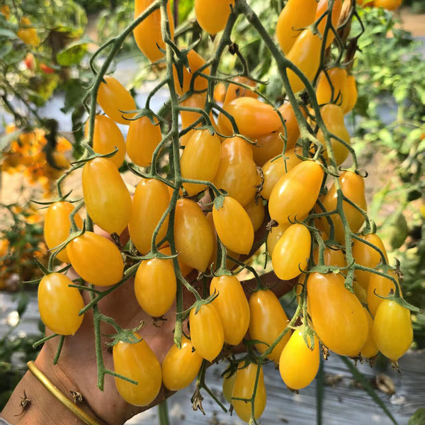 1088 Capybara F4 Pear Cherry Tomato, 5 Seeds