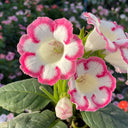 Gloxinia, 50 Seeds (Mixed 10+ Varieties)