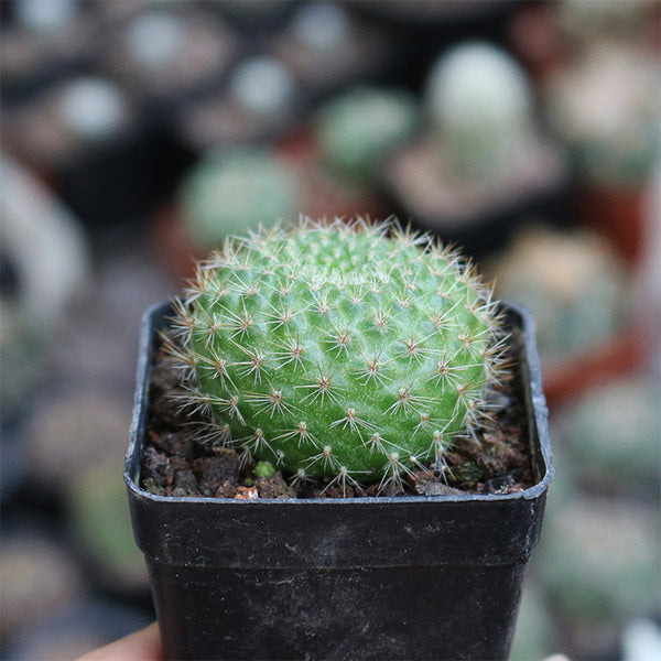 Rebutia minuscula, 3-4cm
