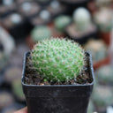 Rebutia minuscula, 3-4cm
