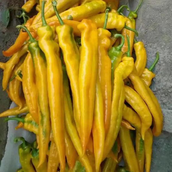 Golden Fragrant Horn Pepper Seeds, 100 Seeds