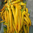 Golden Fragrant Horn Pepper Seeds, 100 Seeds