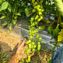 786 Magic Wand Tomato, 5 Seeds
