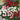 Bellis perennis 'Pomponette', 100 Seeds
