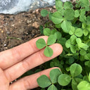 White Mini Clover, 160 Seeds