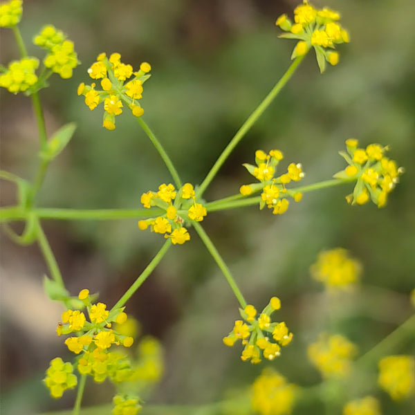 Bupleurum chinense, 200 Seeds