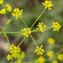Bupleurum chinense, 200 Seeds