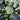 Broccoli Seeds, 50 Grams ≈ 13000~16500 Seeds