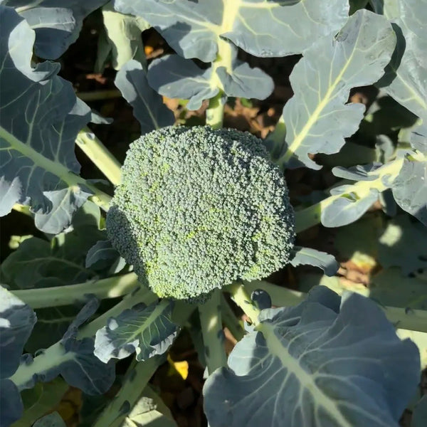 Broccoli Seeds, 50 Grams ≈ 13000~16500 Seeds