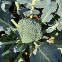 Broccoli Seeds, 50 Grams ≈ 13000~16500 Seeds