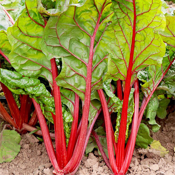Red-Stemmed Chard Seeds, 10g
