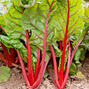 Red-Stemmed Chard Seeds, 10g