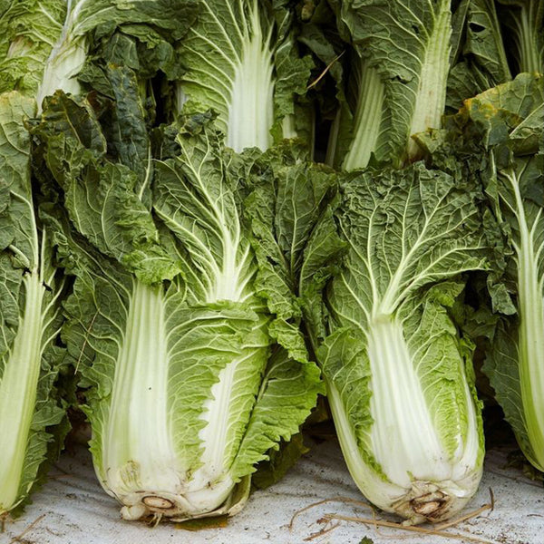 Super Green Pioneer Chinese Cabbage, 5 × 4g Bags