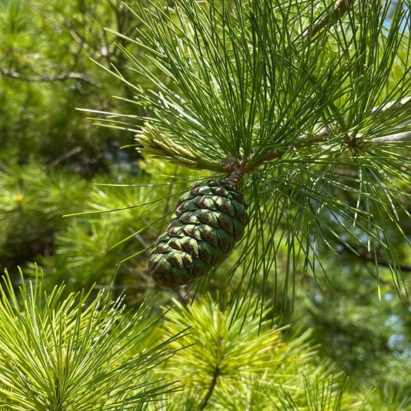 Huashan Pine, 50 Seeds