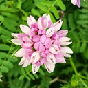 Crown Vetch Seeds, 10g