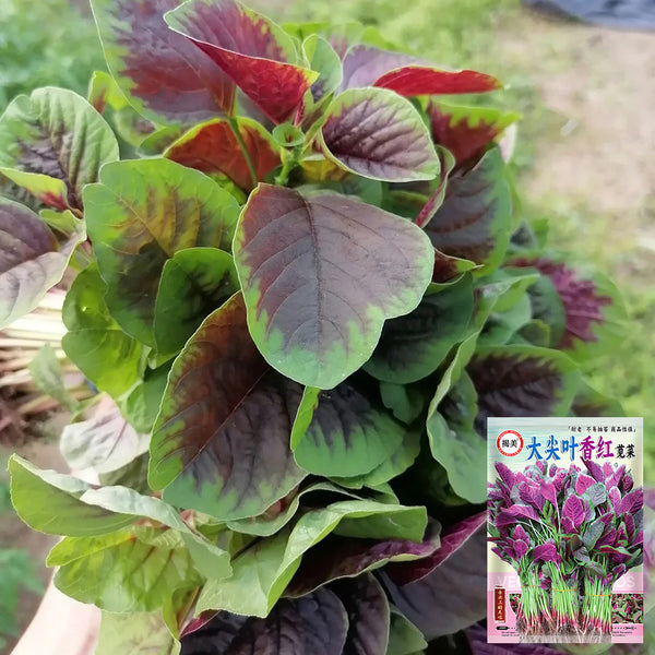 Pointed-Leaf Red Amaranth Seeds, 10g
