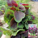 Pointed-Leaf Red Amaranth Seeds, 10g