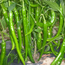 Xiangla No.6 Chili Pepper Seeds, 60 Seeds