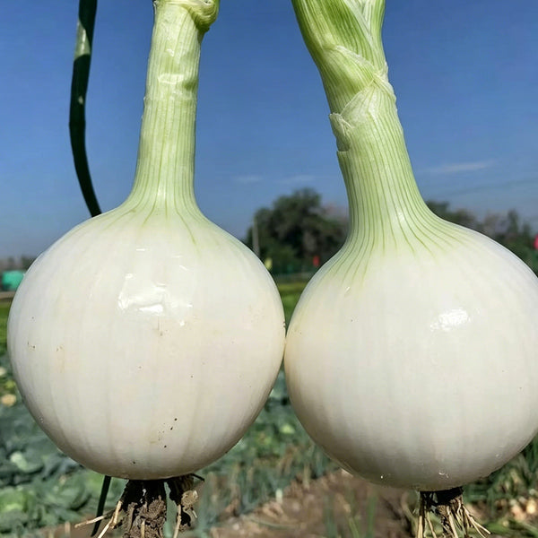 White Bulb Onion Seeds, 10 Grams = 2500~ 3000 Seeds