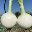White Bulb Onion Seeds, 10 Grams = 2500~ 3000 Seeds