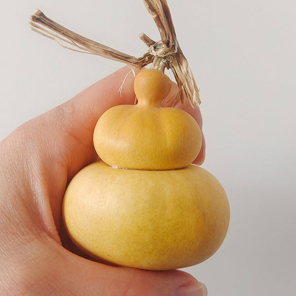 Money Bag Eight Treasures Gourd, 10 Seeds